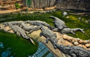 Crocodile Park